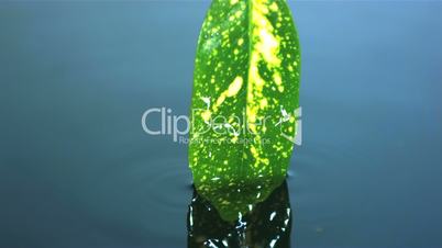 Leaf being taken out of water