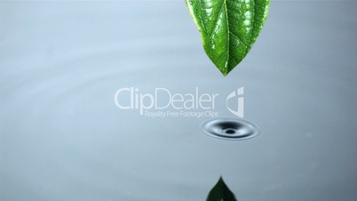 Droplet running off  leaf into water pool