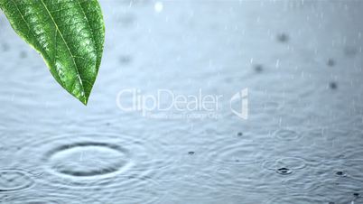 Raindrops on water and running off leaf