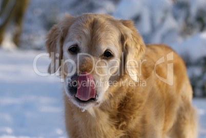 Golden Retriever leckt sich die Schnauze