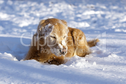 Golden Retriever macht Pause