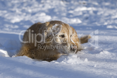 Golden Retriever wälzt sich im Schnee