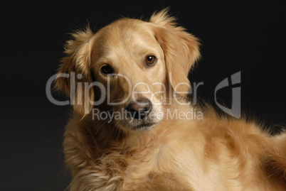 Golden Retriever Studioaufnahme