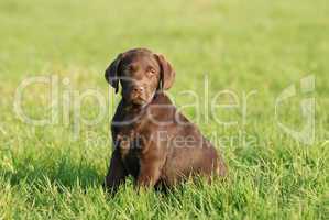 brauner Labrador Welpe