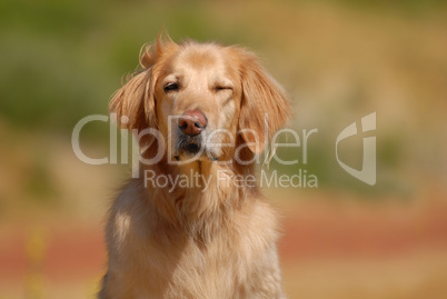 Golden Retriever von der Sonne geblendet