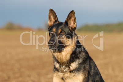 Schäferhund auf dem Feld