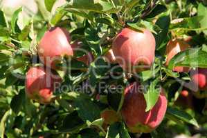 Apfel am Baum - apple on tree 123