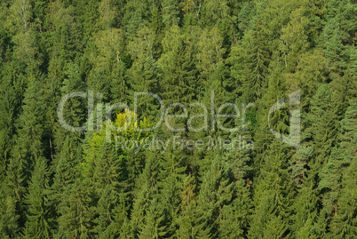 Fichtenwald - spruce forest 01