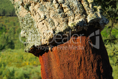 Korkeiche - cork oak 26