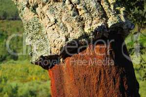Korkeiche - cork oak 26
