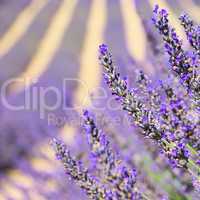 Lavendel - lavender 120
