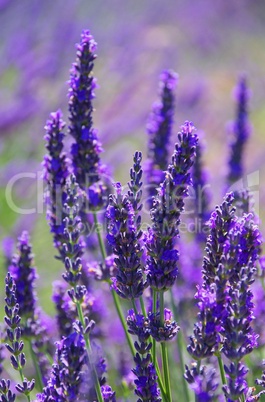 Lavendel - lavender 81