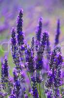 Lavendel - lavender 81