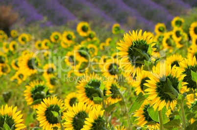 Lavendel und Sonnenblumen - lavender and  sunflowers 07