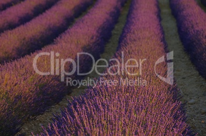 Lavendelfeld - lavender field 40