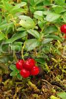 Preiselbeere Pflanze - cowberry plant 17
