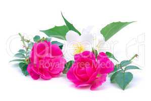 Rose freigestellt - rose isolated 06