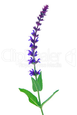 Salbeiblüte freigestellt - sage flower isolated 10