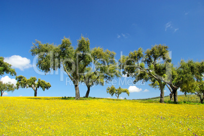 Wiese mit Korkeichen - meadow and cork oaks 10