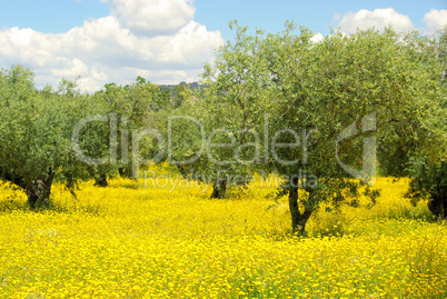 Wiese mit Olivenbaum - meadow and olive tree 05