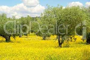 Wiese mit Olivenbaum - meadow and olive tree 05