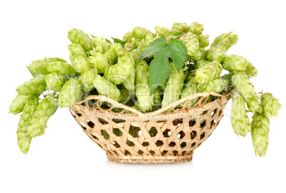 Hops in a basket isolated