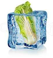 Ice cube and chinese cabbage