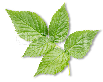 Raspberry leaves isolated