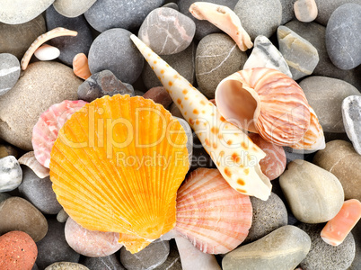 Starfish and sea shells