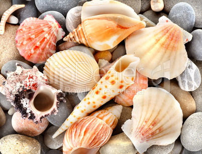Stone and sea shells