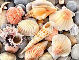 Stone and sea shells