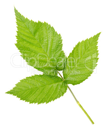 Three leaves of raspberry