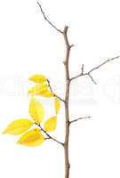 Yellow autumn branch isolated