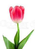 Beautiful pink tulip isolated on white