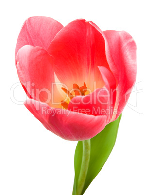 Beautiful pink tulip isolated