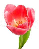 Beautiful pink tulip isolated