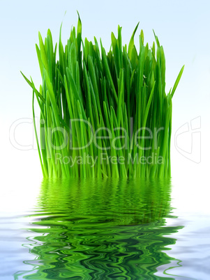 Green grass in the blue water