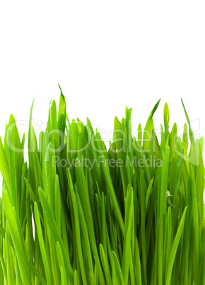 Green pratal grass