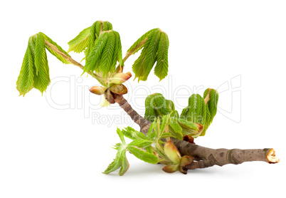 Branch of chestnut