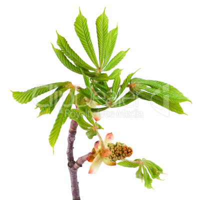 Spring chestnut