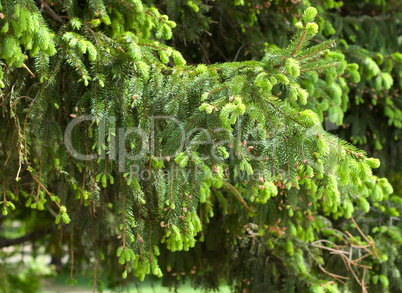 Fir tree twig