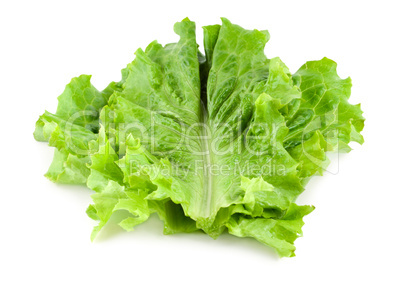 Fresh lettuce