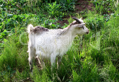 Goat grazing