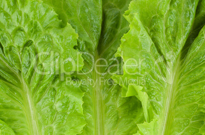 Green fresh lettuce