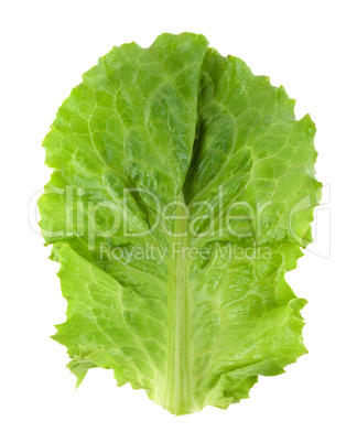 Fresh green lettuce isolated