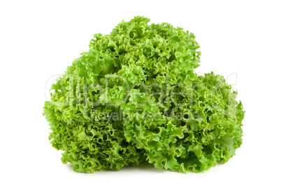 Bush lettuce isolated