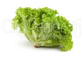 Bush lettuce