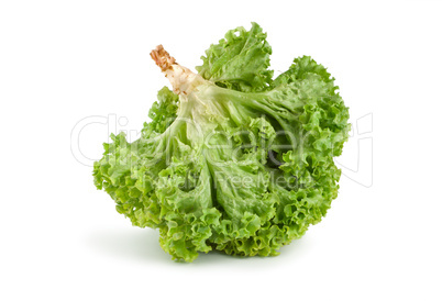 Raw fresh green lettuce isolated