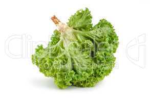 Raw fresh green lettuce isolated