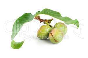 Branch of a walnut isolated on a white